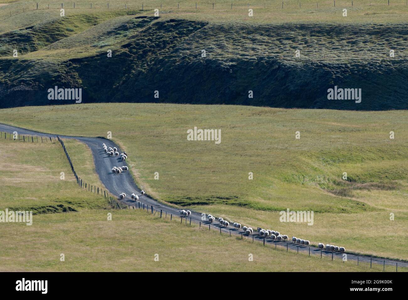 Sheep Drive oder Rettir, Fjäorargljufur oder Fjädrargljufur Canyon, Kirkjubaejarklaustur, Skaftarhreppur, Suourland, Island Stockfoto