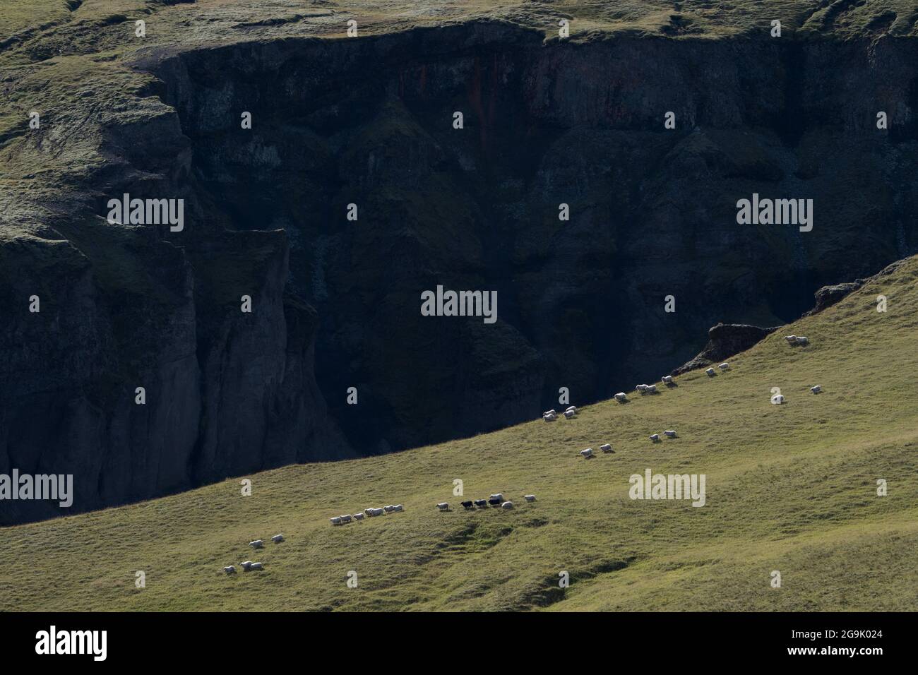 Sheep Drive oder Rettir, Fjäorargljufur oder Fjädrargljufur Canyon, Kirkjubaejarklaustur, Skaftarhreppur, Suourland, Island Stockfoto