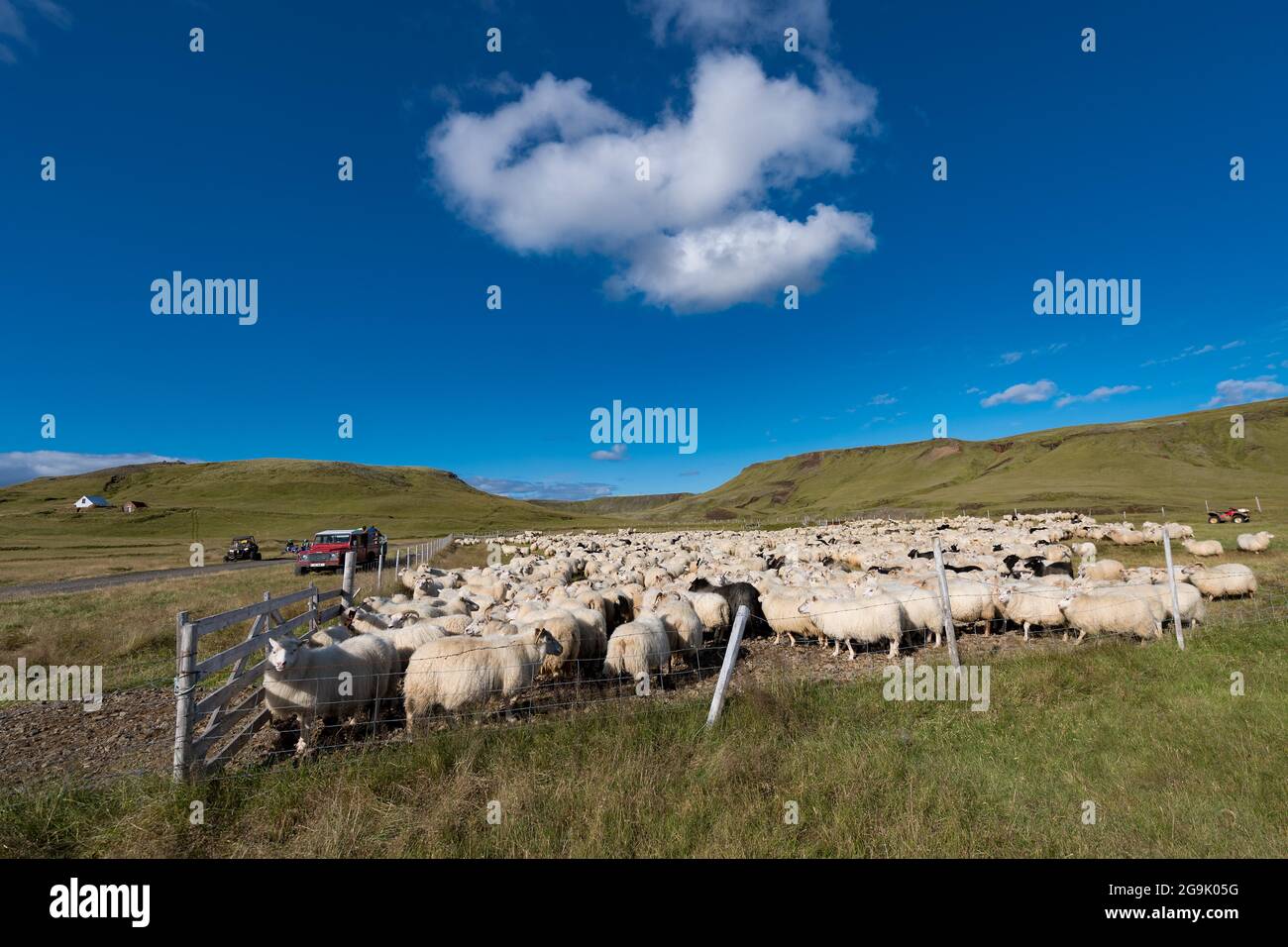 Hausschaf (Ovis aries), Schafe fahren oder rettir, Kirkjubaejarklaustur, Skaftarhreppur, Suourland, Island Stockfoto