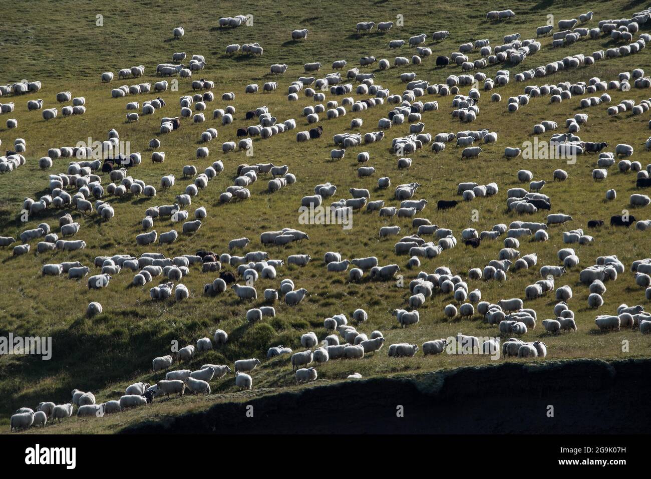 Hausschaf (Ovis aries), Schafe fahren oder rettir, Kirkjubaejarklaustur, Skaftarhreppur, Suourland, Island Stockfoto