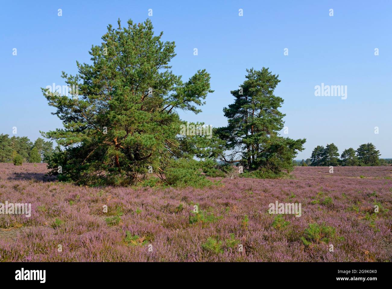 Heide, Hausselberg, 118 m hoch mit Pines (Pinus) und blühender Heidekraut (Calluna Vulgaris), Naturpark Südheide, Lüneburg Stockfoto