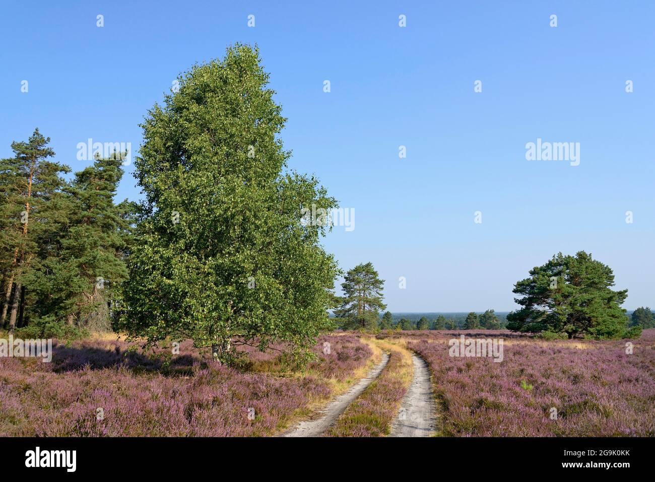 Heide, Hausselberg, 118 m hoch mit Pines (Pinus), Birken (Betula) und blühender Heidekraut (Calluna Vulgaris), Südheide Natur Stockfoto