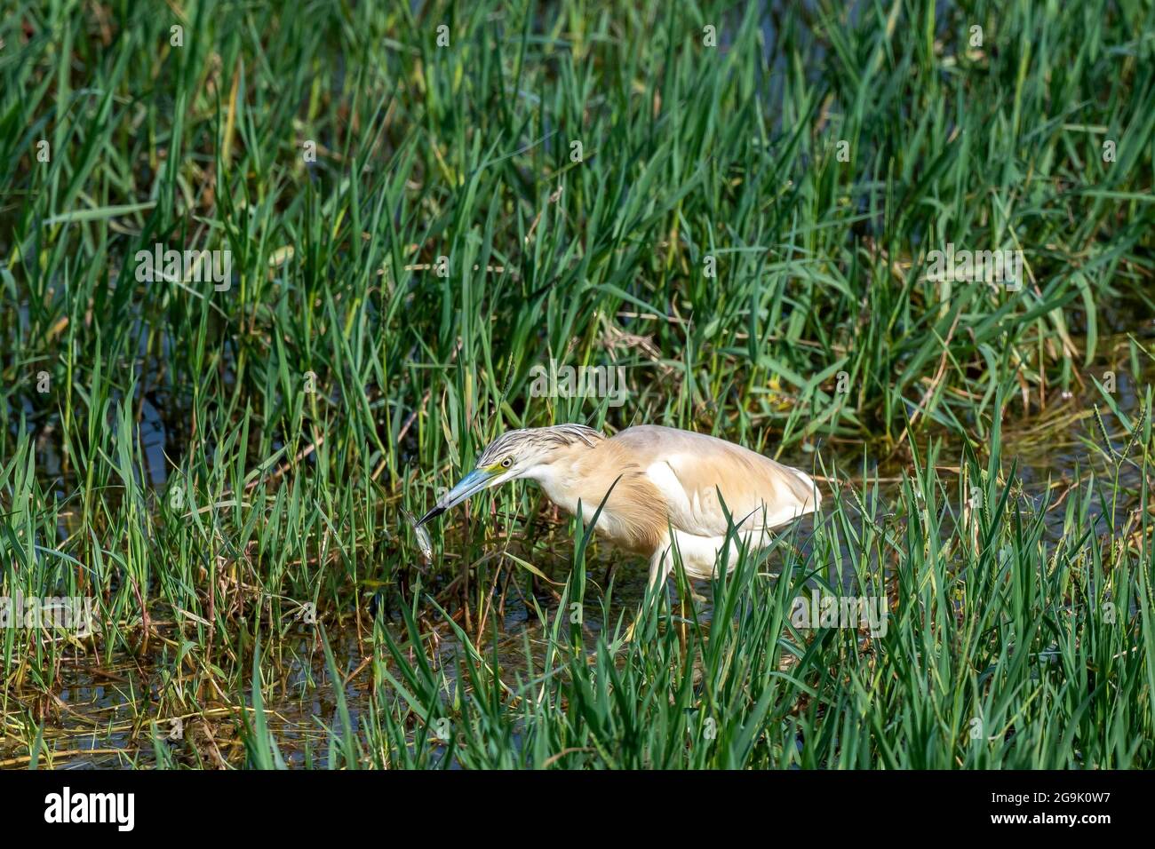 Squacco Reiher (Ardeola ralloides) mit Beute im Schnabel, Kerkini-See, Mazedonien, Griechenland Stockfoto