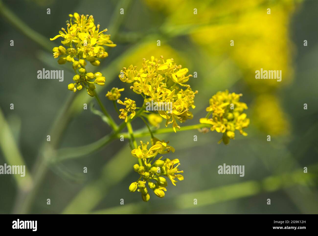 Waid (Isatis tinctoria), bis zum Mittelalter verwendet, um die Farbe Indigoblau zu erhalten, Wallis, Schweiz Stockfoto