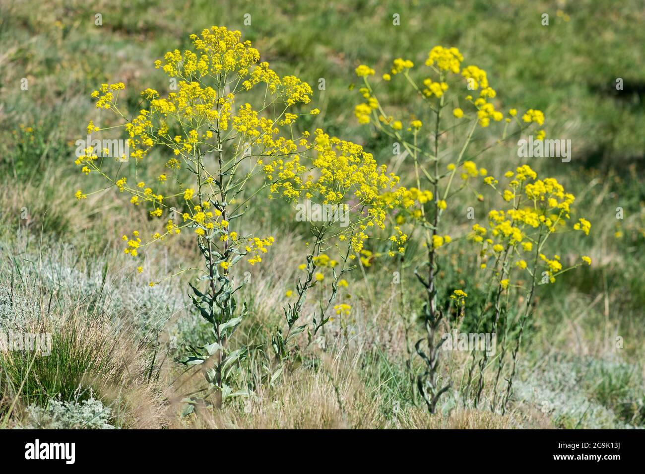 Waid (Isatis tinctoria), bis zum Mittelalter verwendet, um die Farbe Indigoblau zu erhalten, Wallis, Schweiz Stockfoto