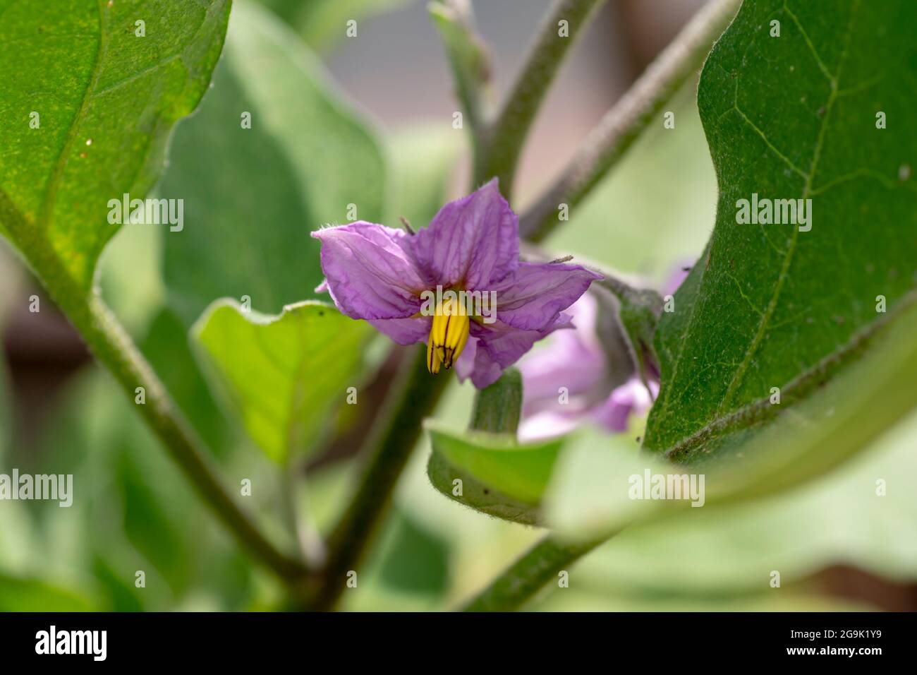 Blühende Bio Aubergine , auch bekannt als Aubergine oder Brinjal (Solanum melongena) im Gewächshaus. Nahaufnahme. Details. Stockfoto