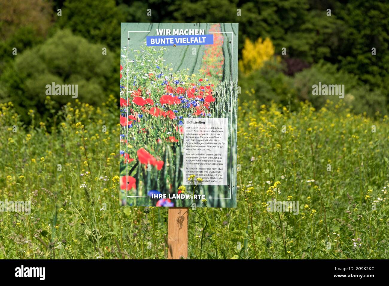 Blühstreifen als Lebensraum für Kleintiere und Insekten auf landwirtschaftlichem Boden mit Werbeplakat für bunte Vielfalt, Deutschland Stockfoto