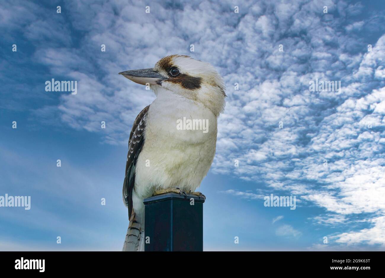 Auf kookaburra sitzt auf einem Pfosten mit Himmel Hintergrund wartet auf ein Futter Stockfoto