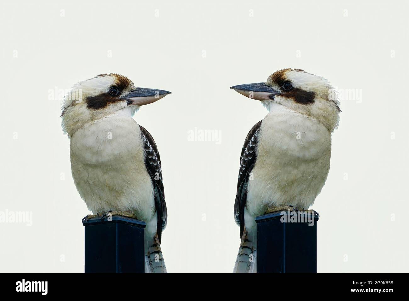 Zwei Kookaburra sitzen auf einem Pfosten und schauen sich gegenseitig an und auf weißem Hintergrund Stockfoto