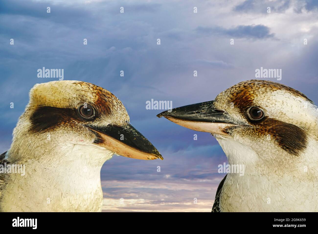 Zwei freundliche Kookaburra mit Himmel im Hintergrund, die aus Australien stammt Stockfoto