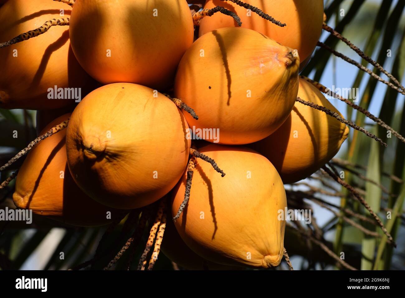 Eine Ansammlung von Kokos-Früchten des Königs in der Natur, natürliche frische Palmengetränke-Früchte King Coconut, King Kokosnüsse auf dem Baum, Äste von Kokos des Königs, King-Cocos Stockfoto