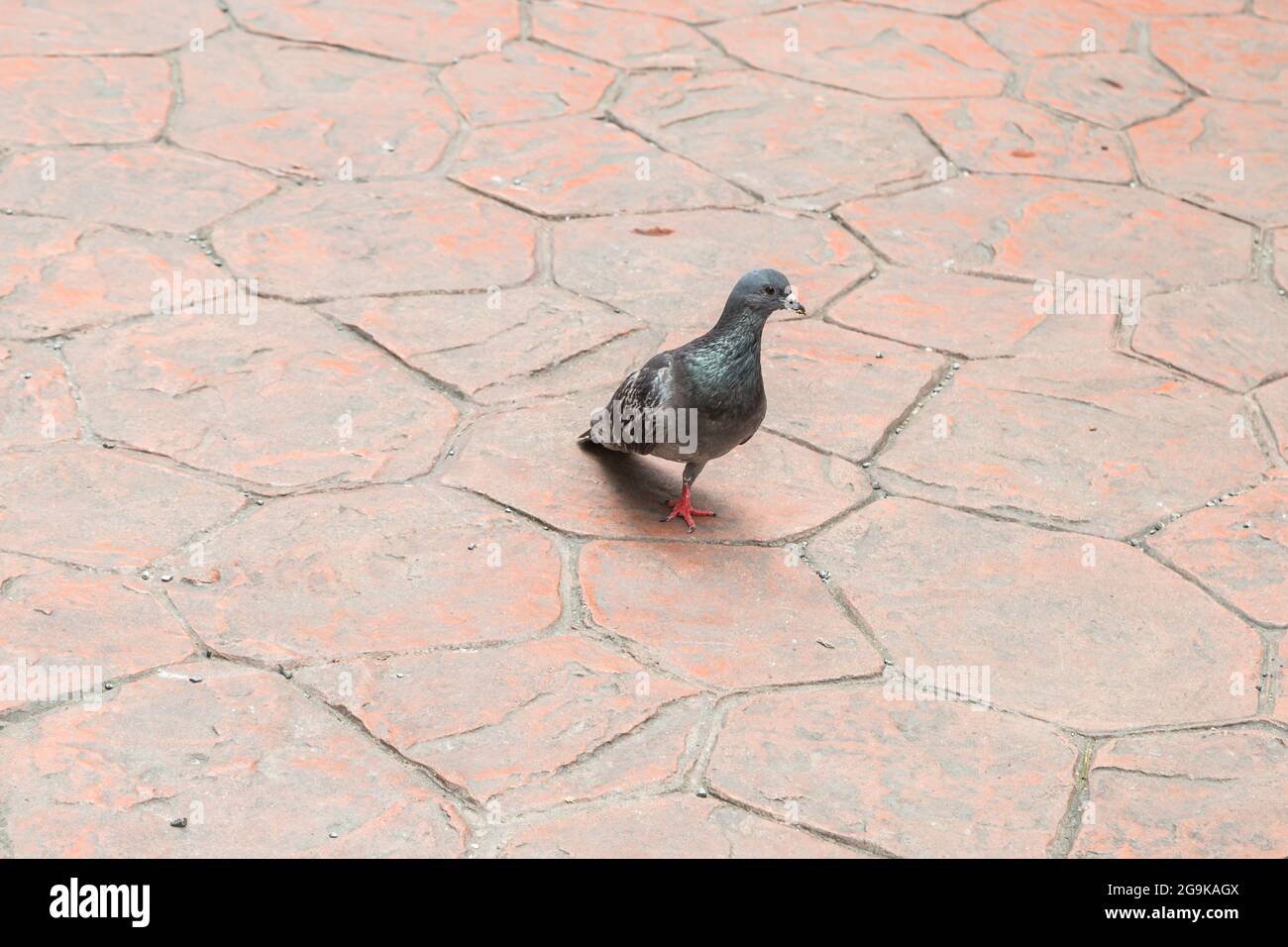 Einbeinige Taube, die auf dem Boden läuft Stockfoto