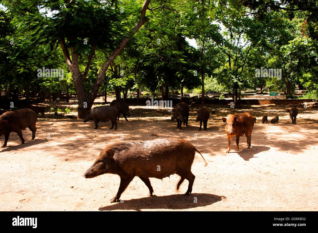 Wildschweinfamilie spazieren und warten thailänder und ausländische Reisende besuchen und füttern Nahrung im Gartenpark des Tiger Temple oder Wat Pha Luang Ta Bua Yanas Stockfoto