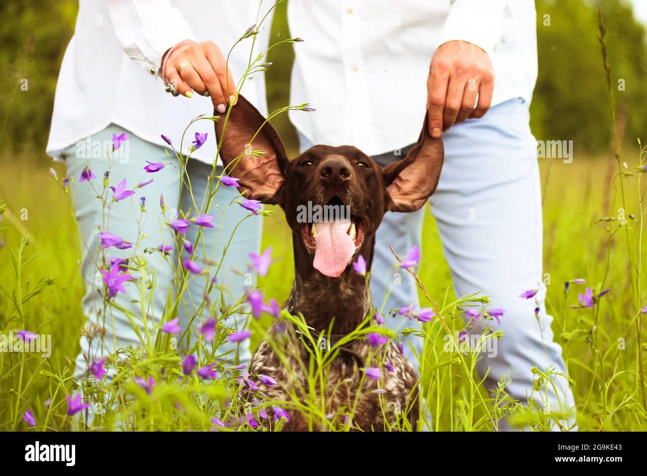 Ein liebevolles Ehepaar, das an langen Ohren einen schönen, glücklichen Drathaar-Hund hält. Ein lustiger Welpe lächelt auf einer grünen Wiese inmitten eines lila blühenden wi Stockfoto