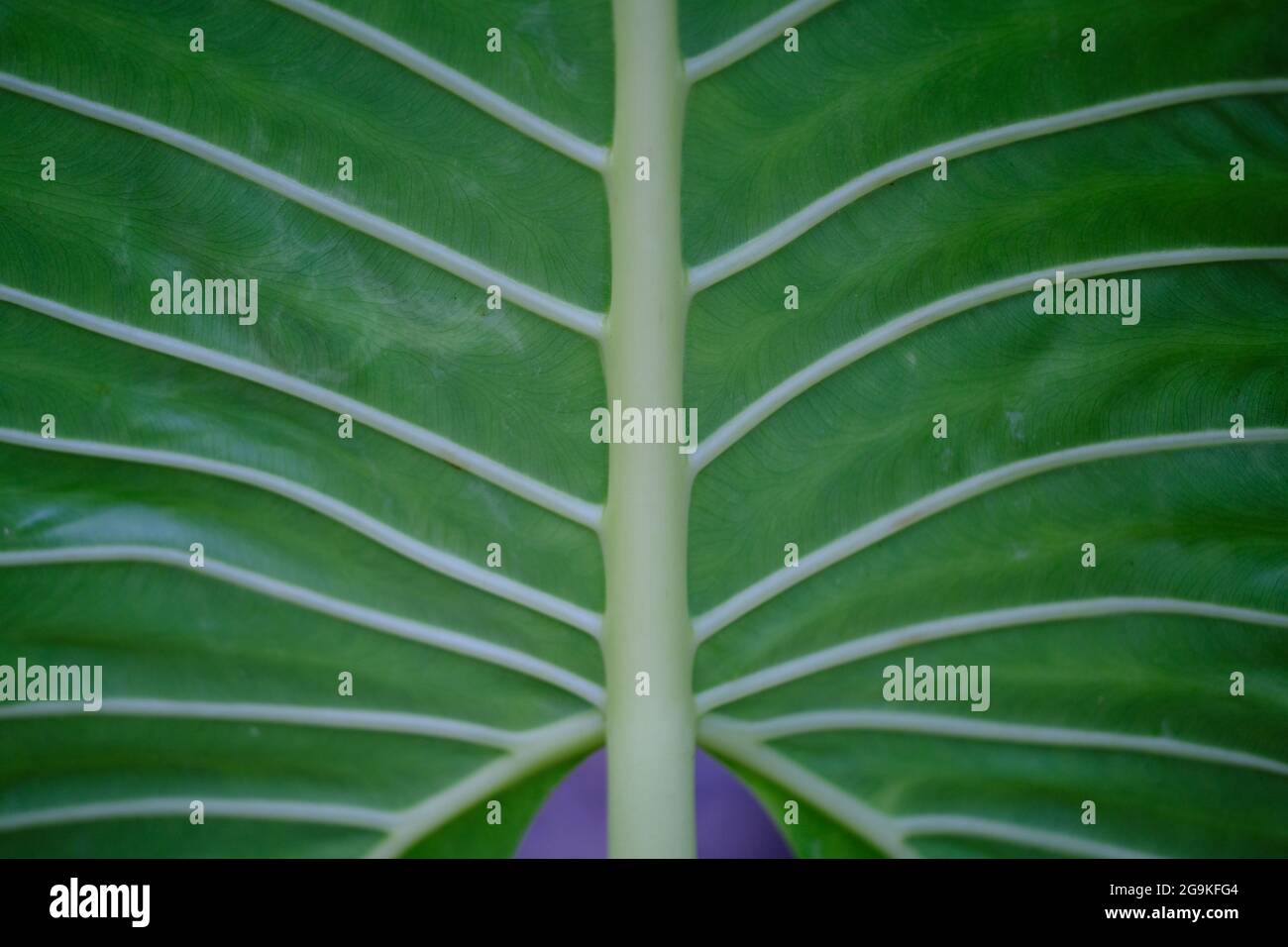 Indonesia Batam - Strukturmakro mit Blattstruktur Stockfoto
