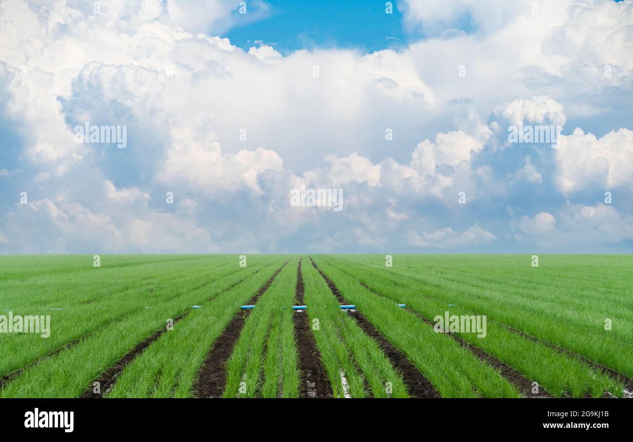 Landwirtschaftliches Feld auf dem Hintergrund von Wolken Stockfoto