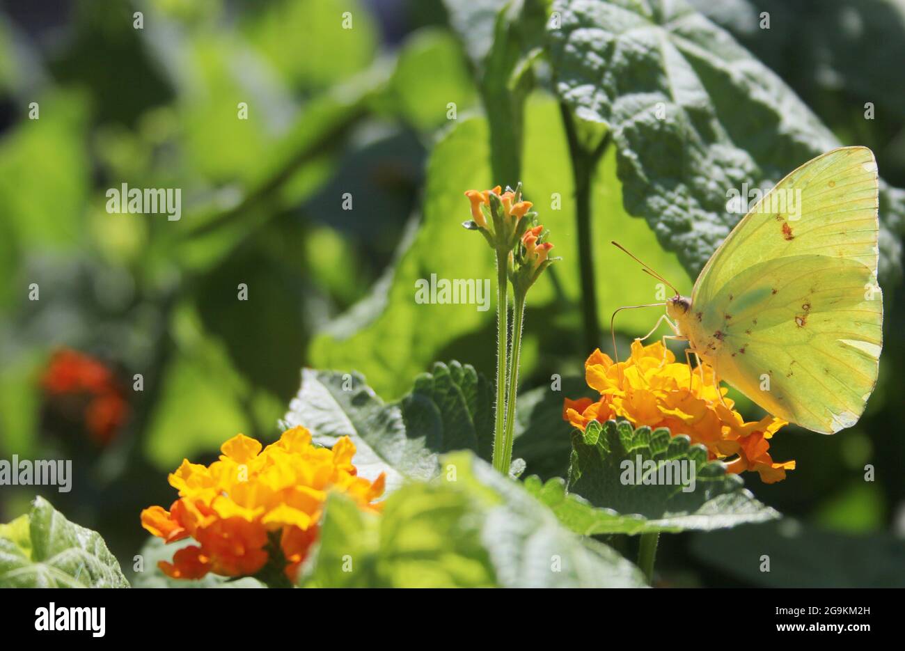 Orangefarbener Schwefel-Schmetterling, Colias eurythemes, auf orangefarbener Lantana-Blume Stockfoto