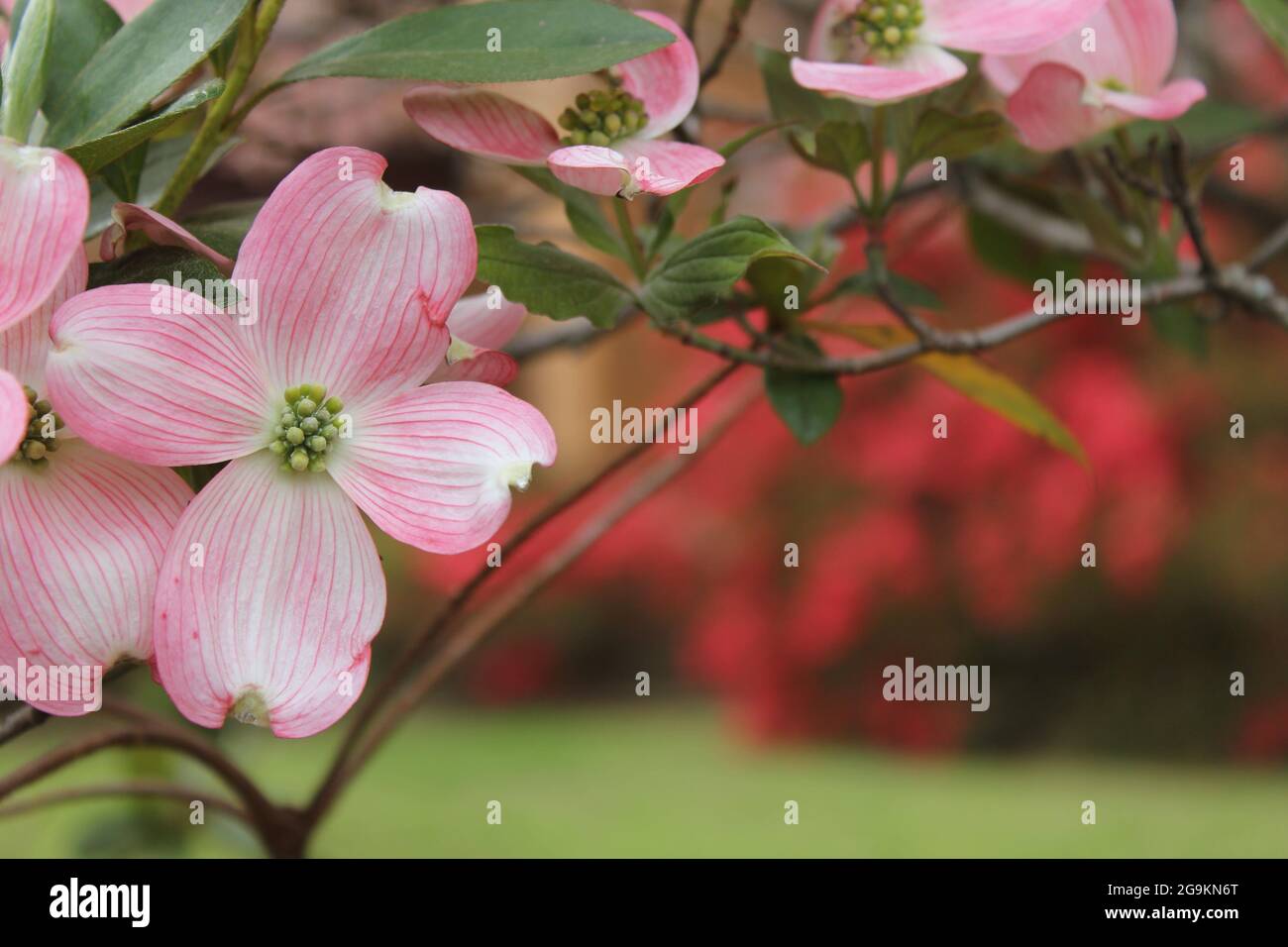 Rosa Dogwood Blumen in voller Blüte Stockfoto