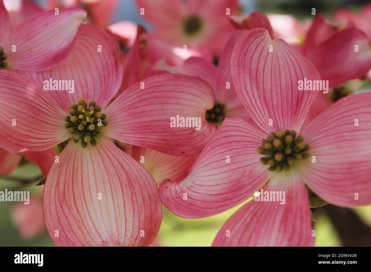 Rosa Dogwood Blumen in voller Blüte Stockfoto