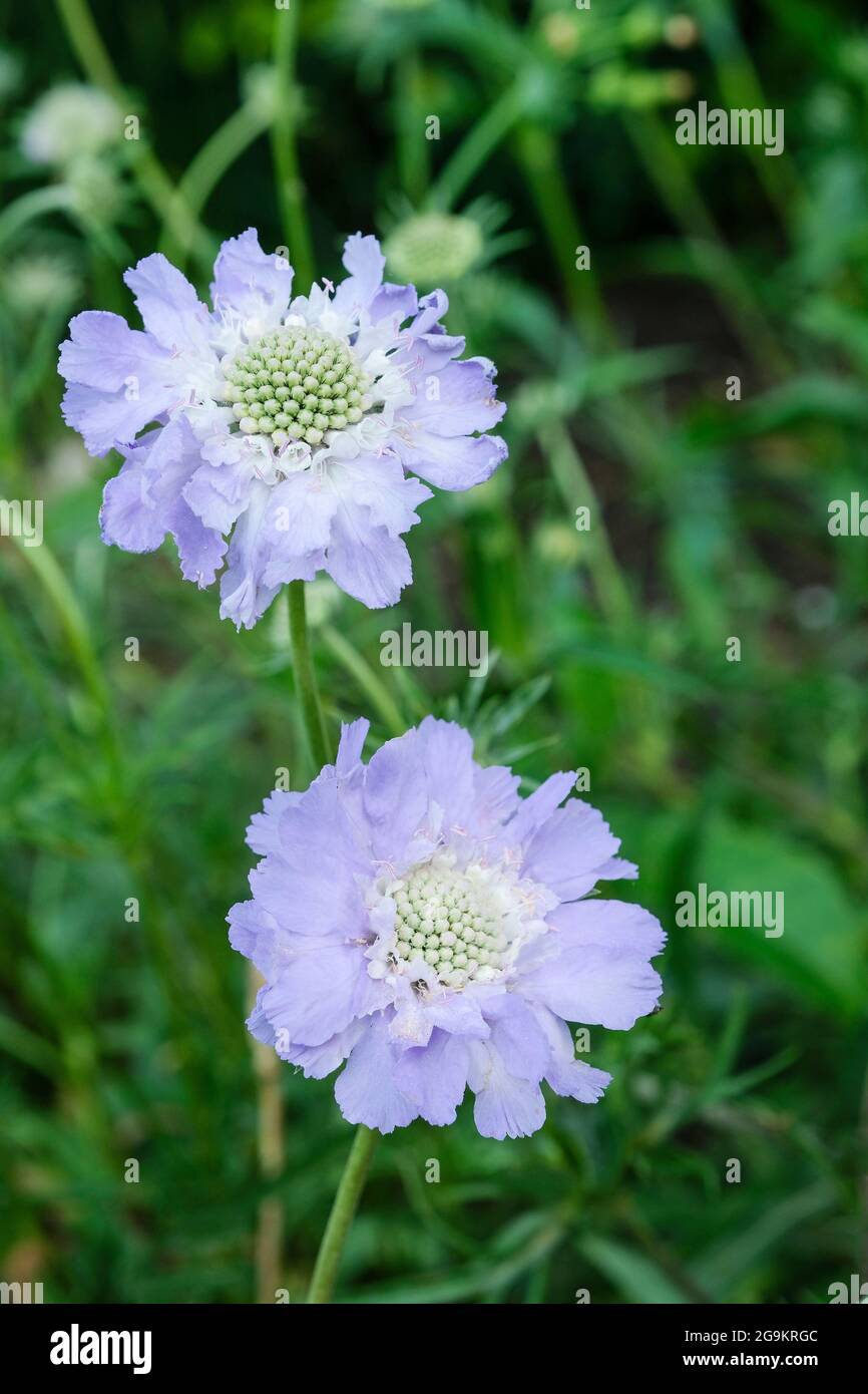 Scabiosa caucasica, Gartenschäbchen, mehrjährige, blass-zentrische, lavendelblaue Blütenköpfe Stockfoto