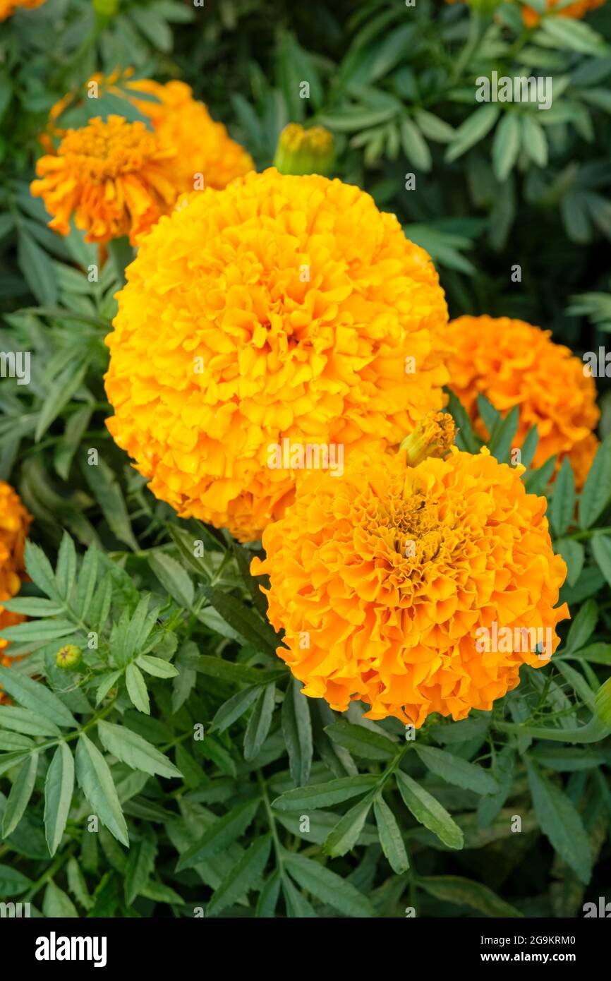 Tagetes erecta Marvel Orange, afrikanische Marigold Marvel Orange, grau-grünes geteiltes Laub, Orangenblumen Stockfoto