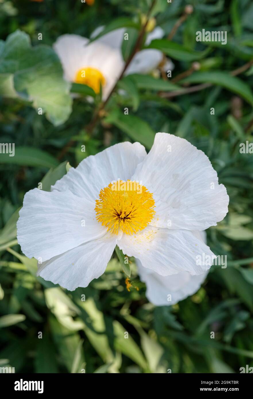 Romneya coulteri, die Coulter-Matilija-Amaryllis oder Kalifornische Baumamaryllis, gekräuselte, reinweiße Blütenblätter, dicke gelbe Staubfäden Stockfoto