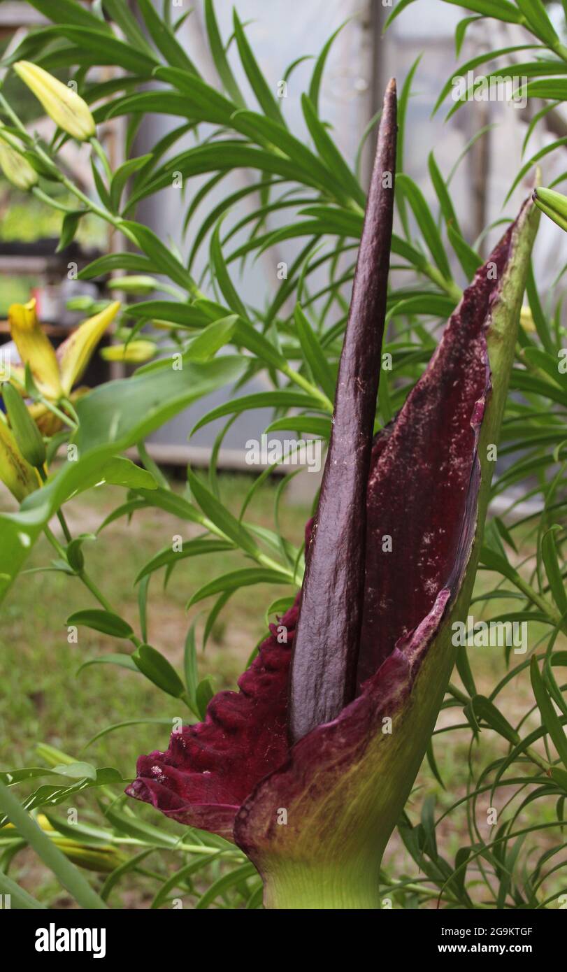 Drachenarum in voller Blüte im Garten im Freien Stockfoto