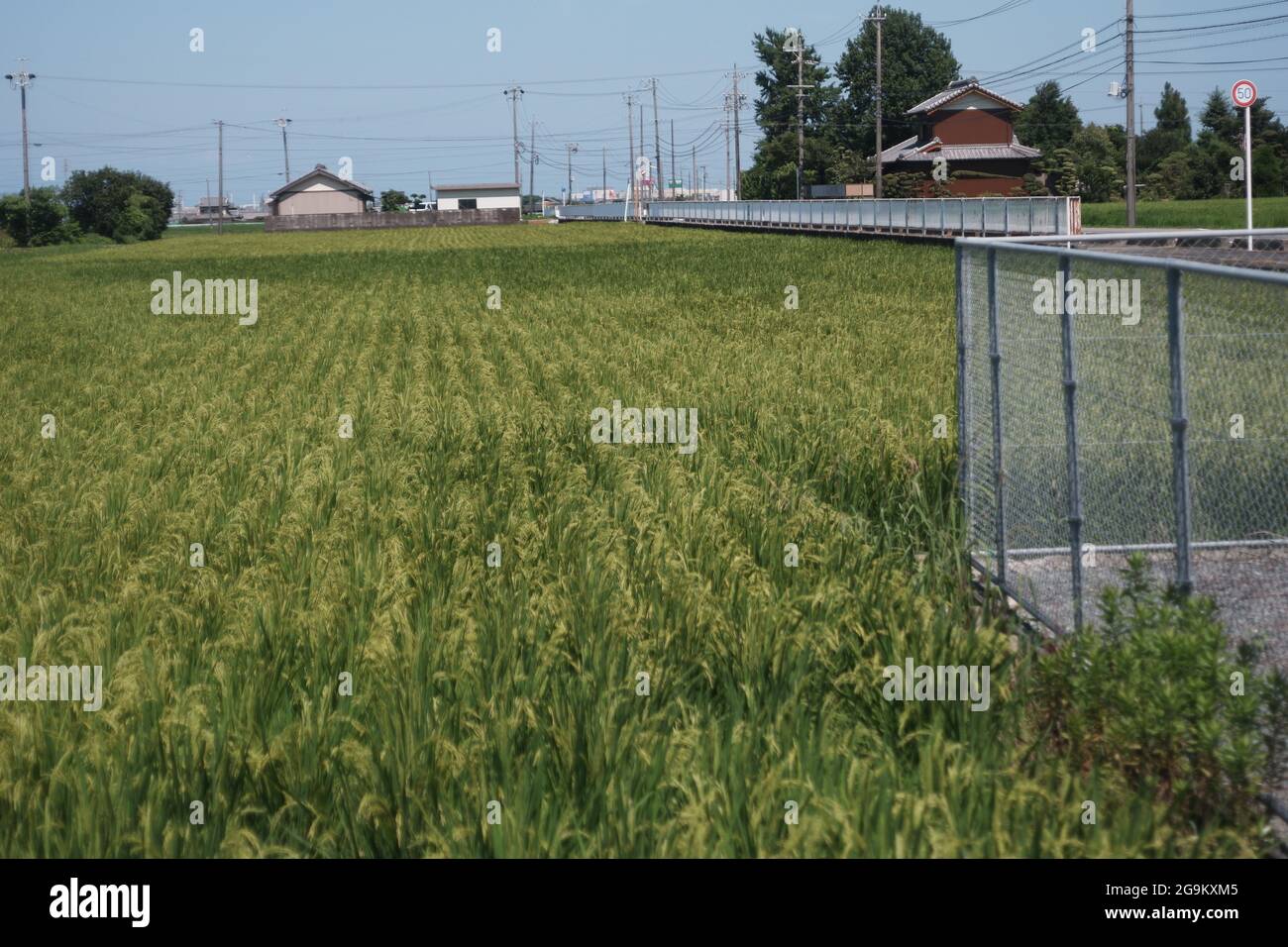 Japanisches ordentliches Paddy-Feld Ende Juli Stockfoto