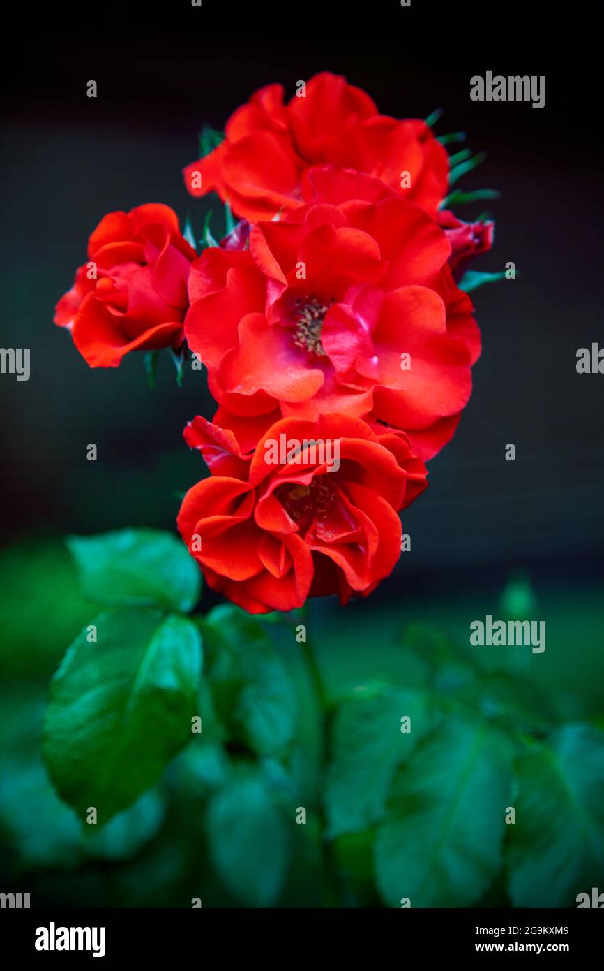 Rote Rosen auf dem Stamm Stockfoto
