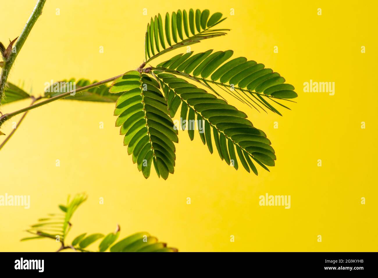 Mimosa pudica, schüchtern, niederträchtig oder schrumpfend auch als empfindliche Pflanze, verschlafen Pflanze, Aktion Pflanze, Touch-Me-Not, Schampflanze ist eine kriechende jährliche Stockfoto