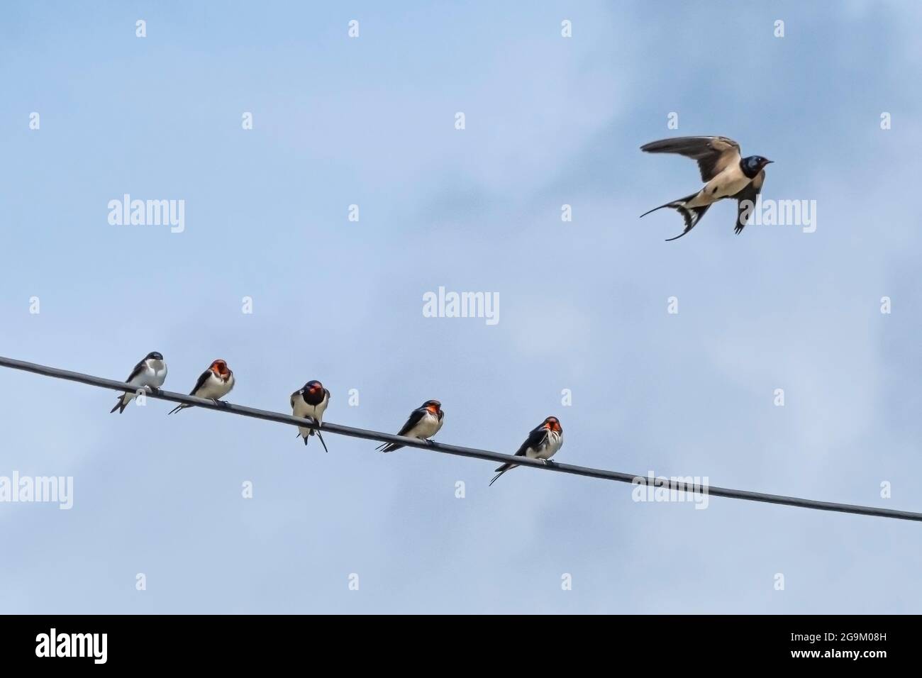 Schluckt Hirundo rustica auf einem Telefonkabel. Stockfoto