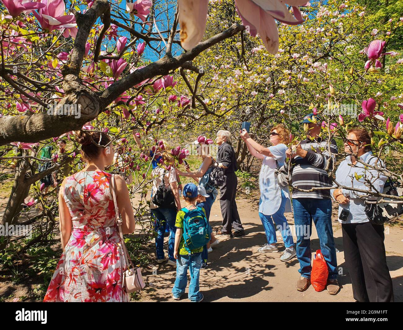 Kiew, Ukraine-30. April 2018: Ukrainer und Touristen wandern im Nationalen Botanischen Garten von Kiew. Menschen, die Fotos von wunderschönen Magnolienbäumen machen. Stockfoto