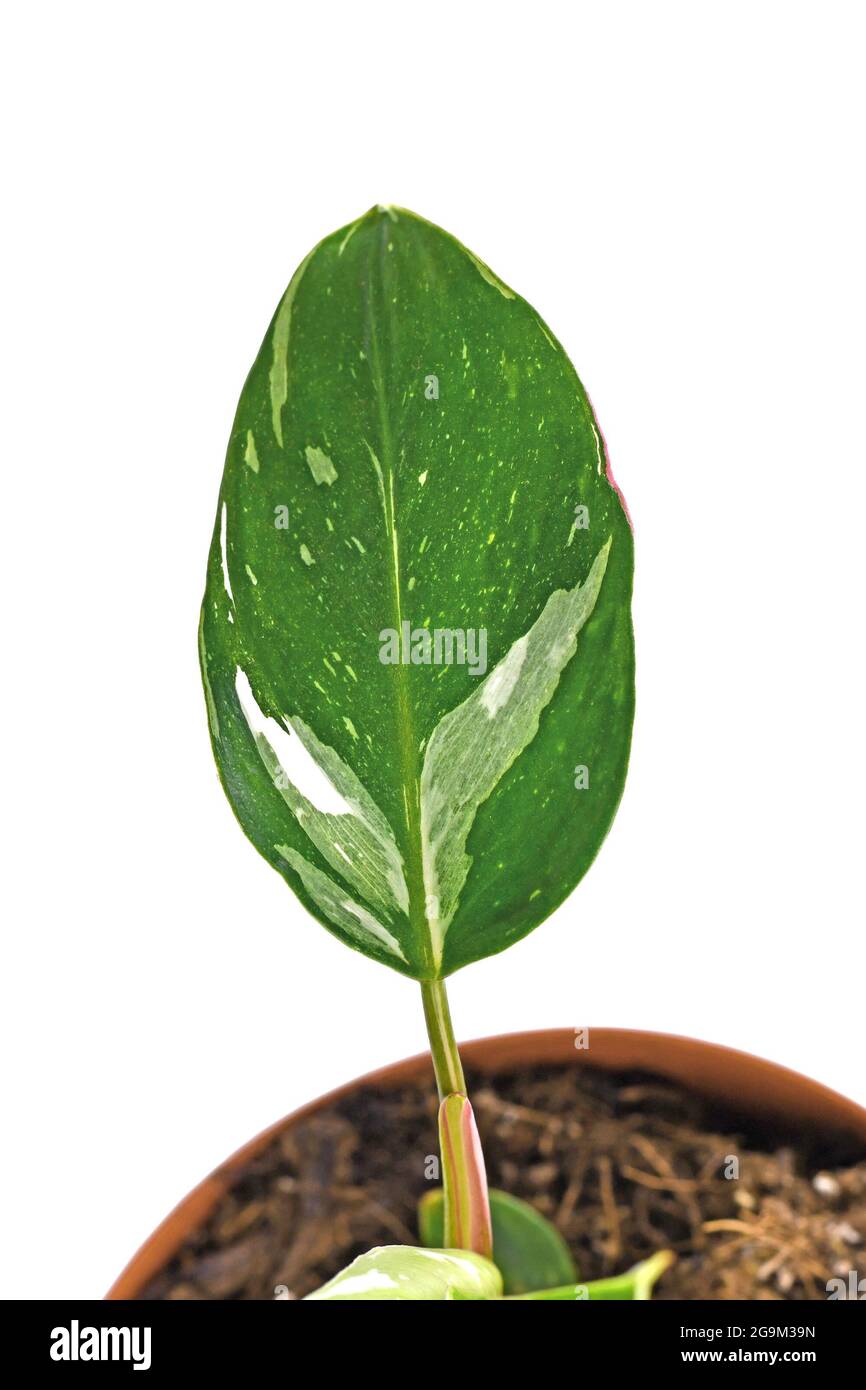 Blatt einer seltenen tropischen 'Philodendron White Princess'-Zimmerpflanze mit weißen Farbausdruck und isolierten Flecken auf weißem Hintergrund Stockfoto