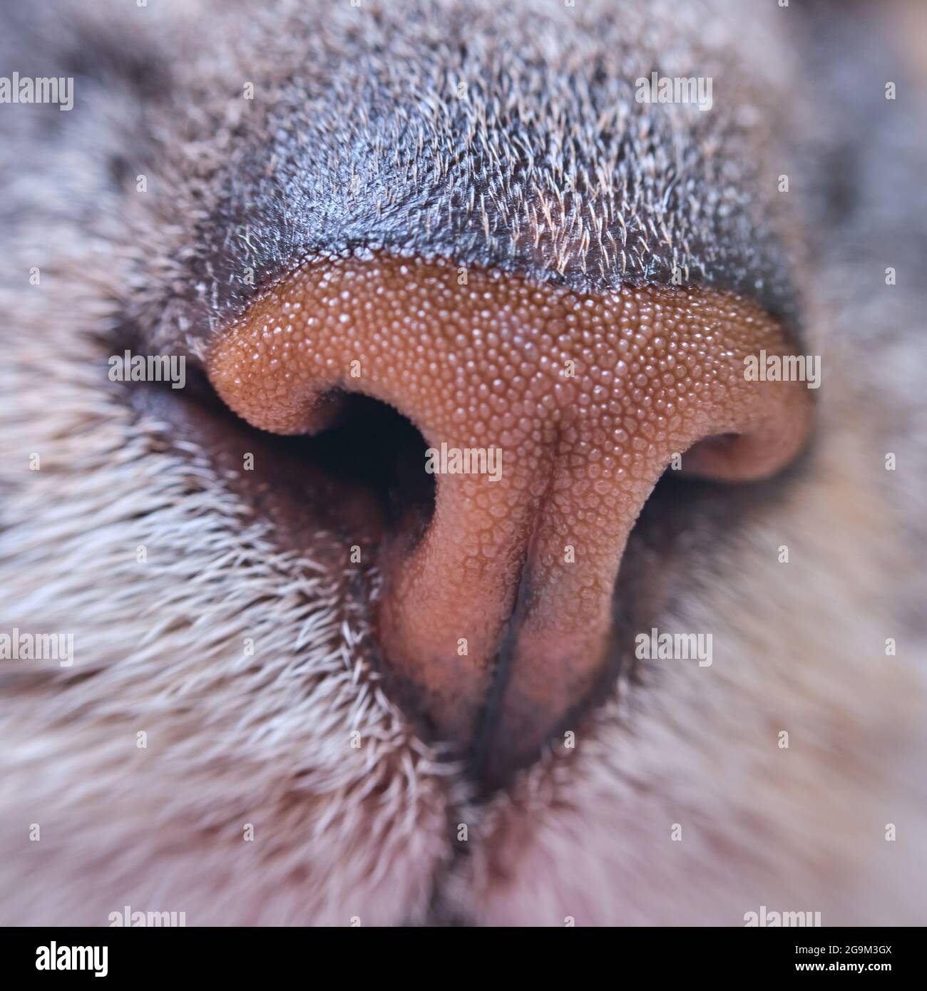 Graue Katzennase Nahaufnahme. Makrofoto einer braunen Tiernase, vorne Stockfoto