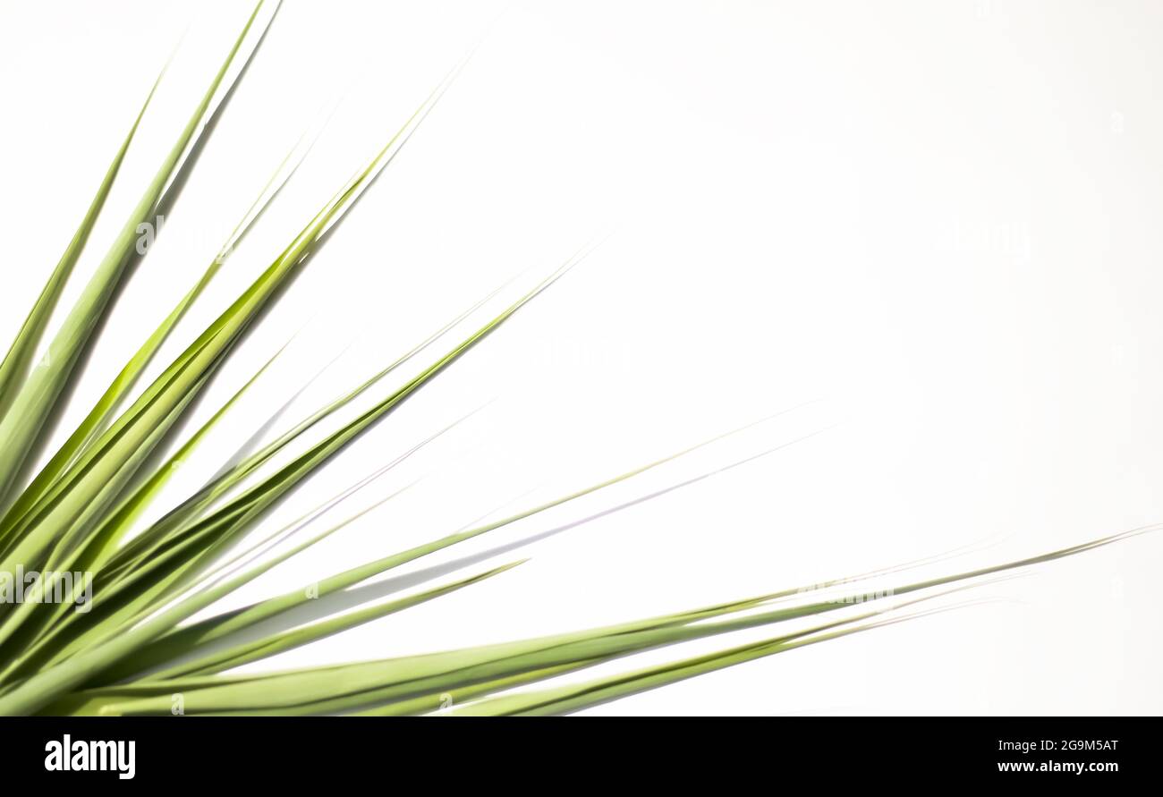 Eine Ecke scharfer Blätter für den Text der Ankündigungsnachricht. Stockfoto