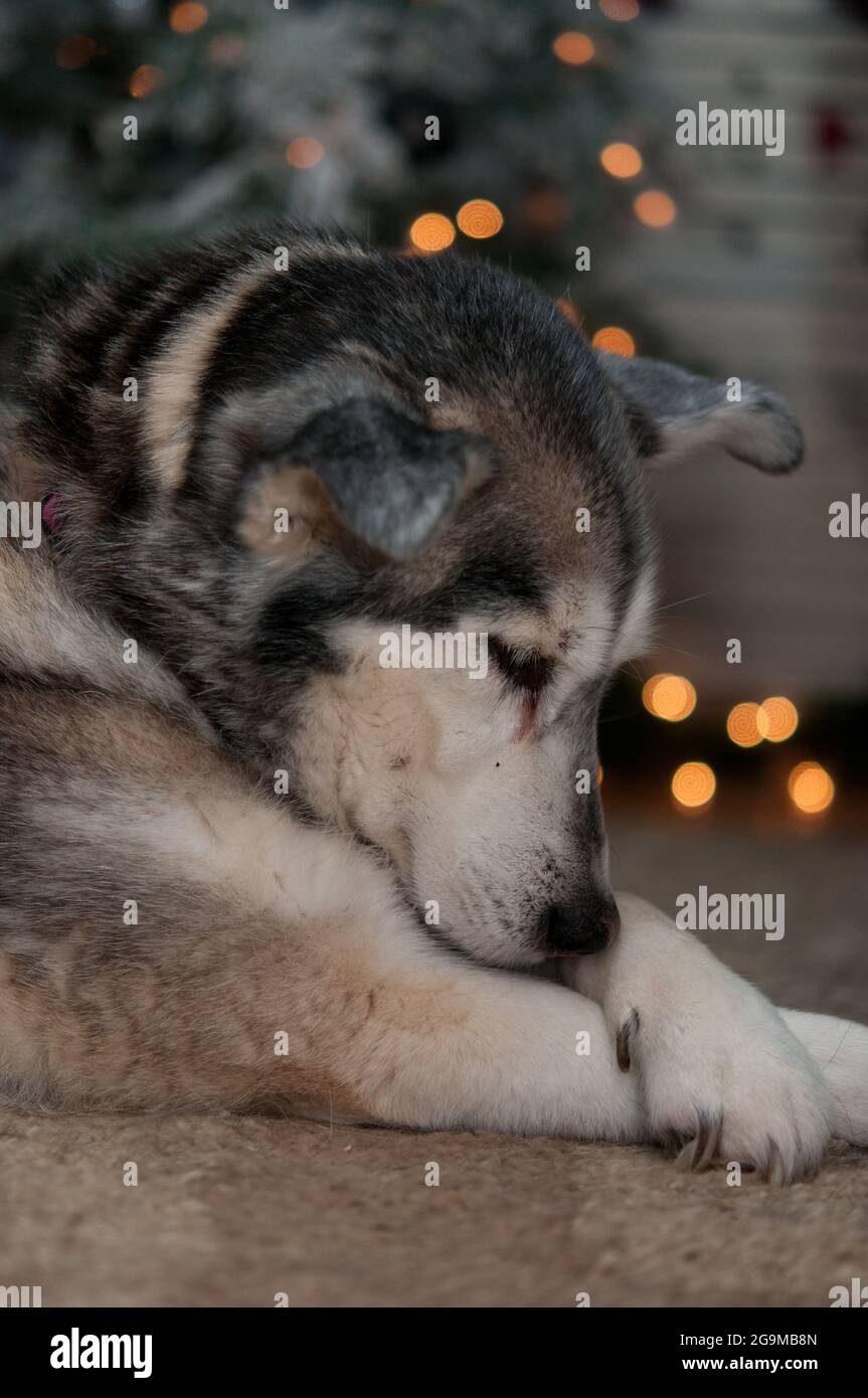 Husky-Mix zu Weihnachten Stockfoto