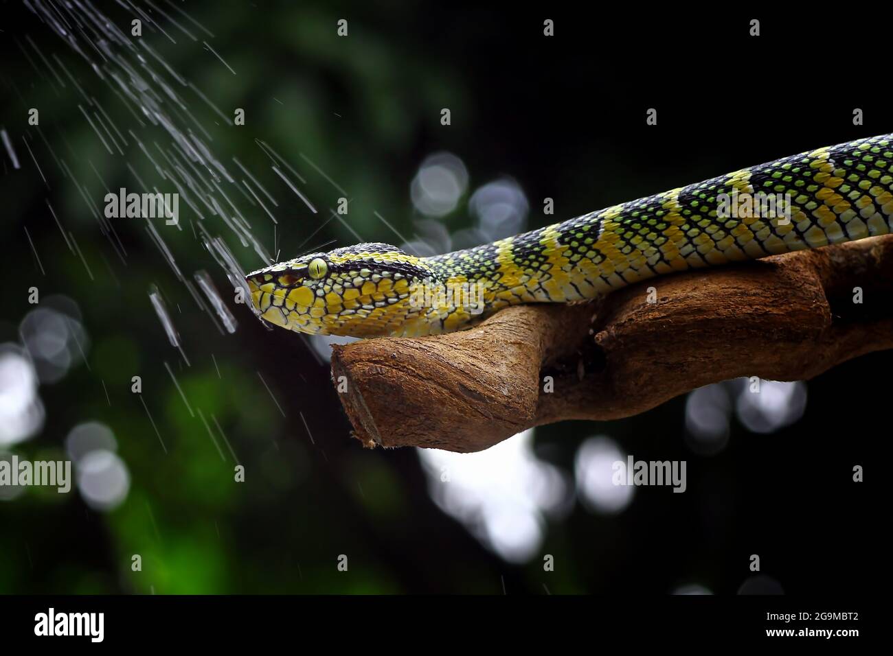 Wagleri Pit Viper Schlangen, tropidolaemus wagleri Stockfoto