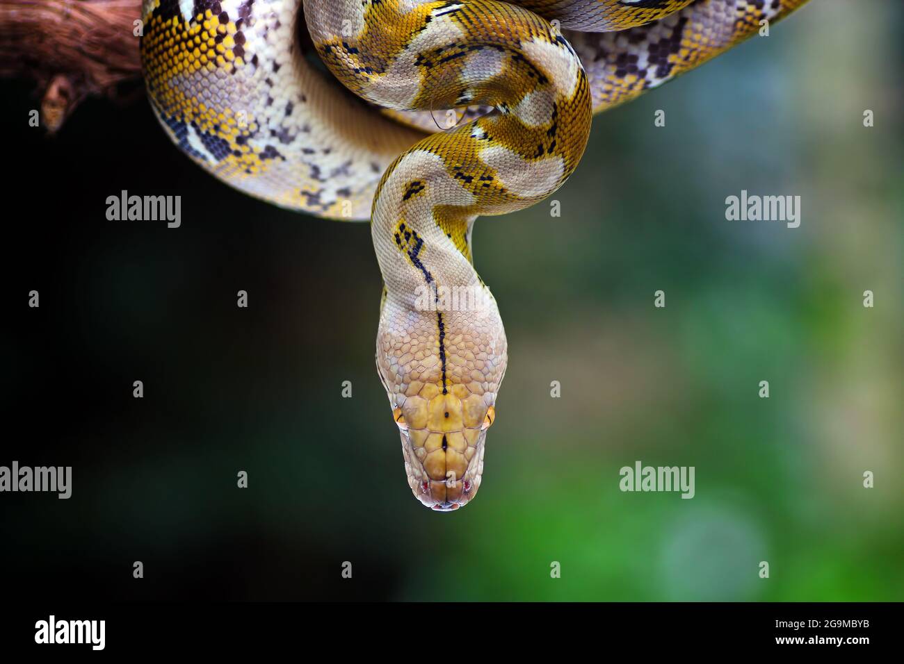 Kopf Python Schlange Nahaufnahme auf natürlichen Hintergrund Stockfoto