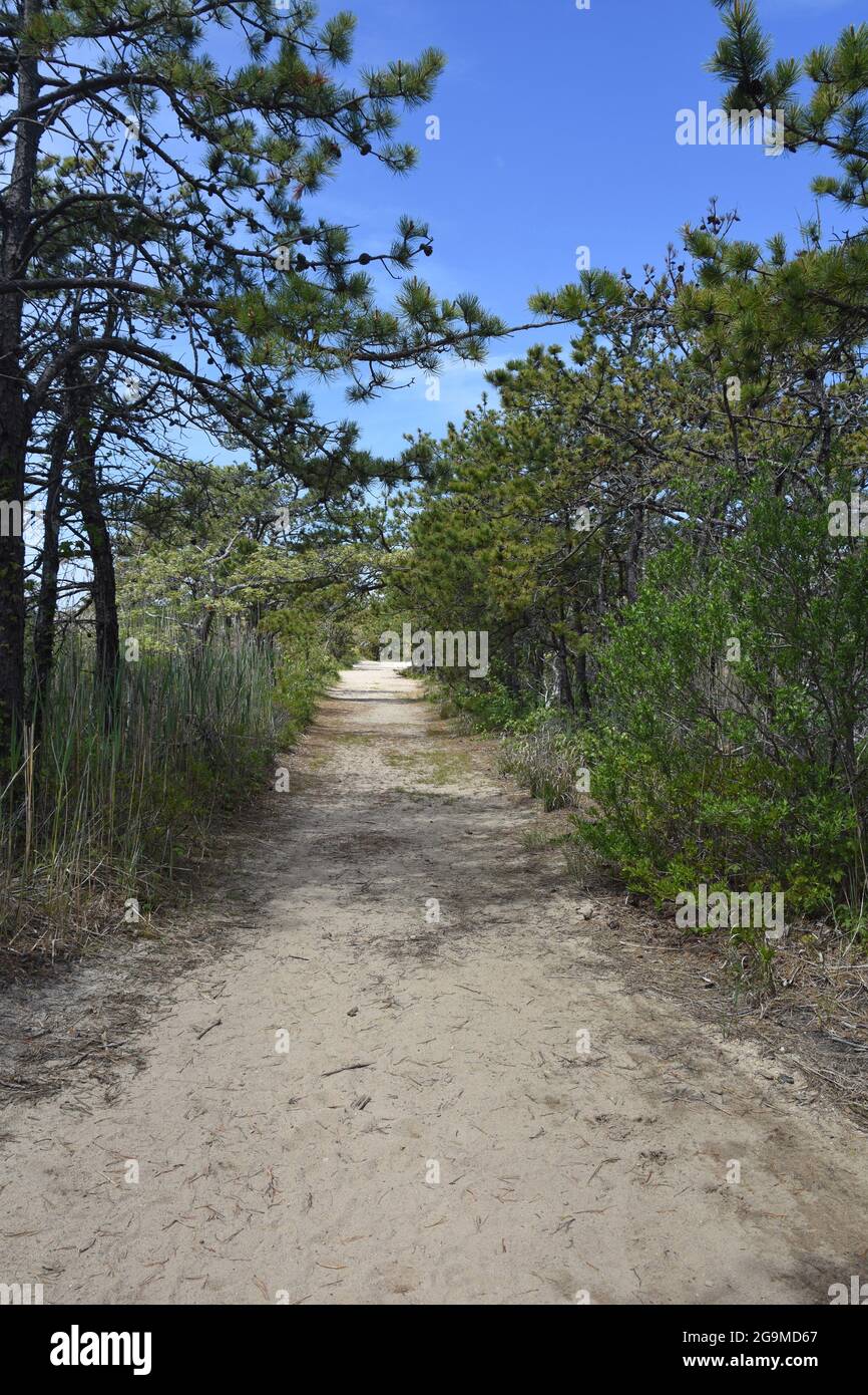 Sandwanderweg durch Pinien und Buschbäume. Stockfoto