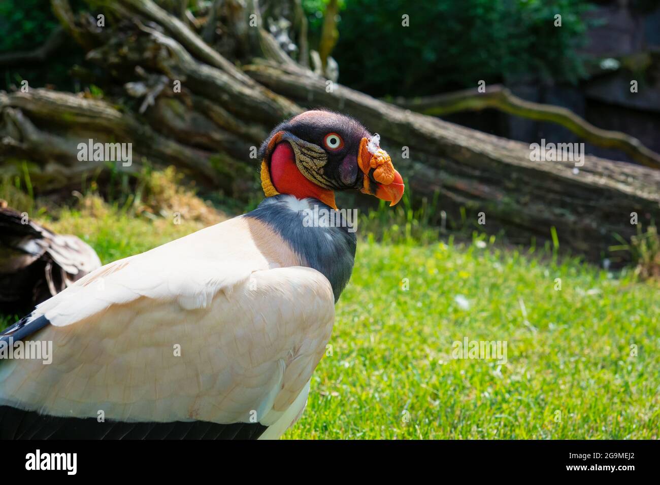 Porträt eines Königsgeiers, auch bekannt als Sarcoramphus Papa Stockfoto