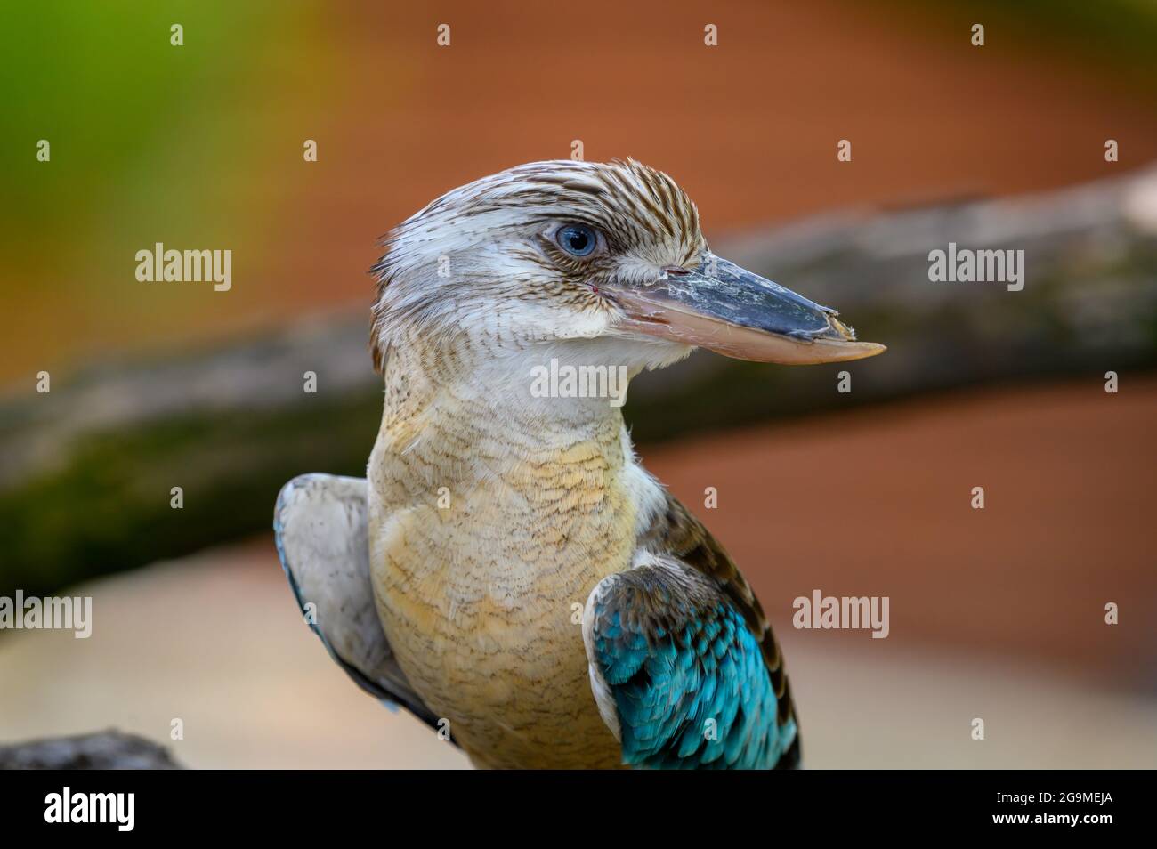 Portrait der blaugeflügelten Kookaburra, auch bekannt als Dacelo leachii Stockfoto