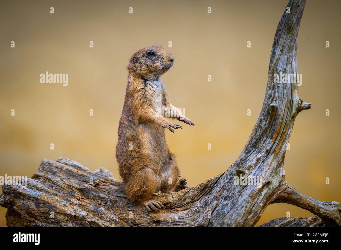 Porträt eines Rüden, auch bekannt als Gattung Zynome Stockfoto