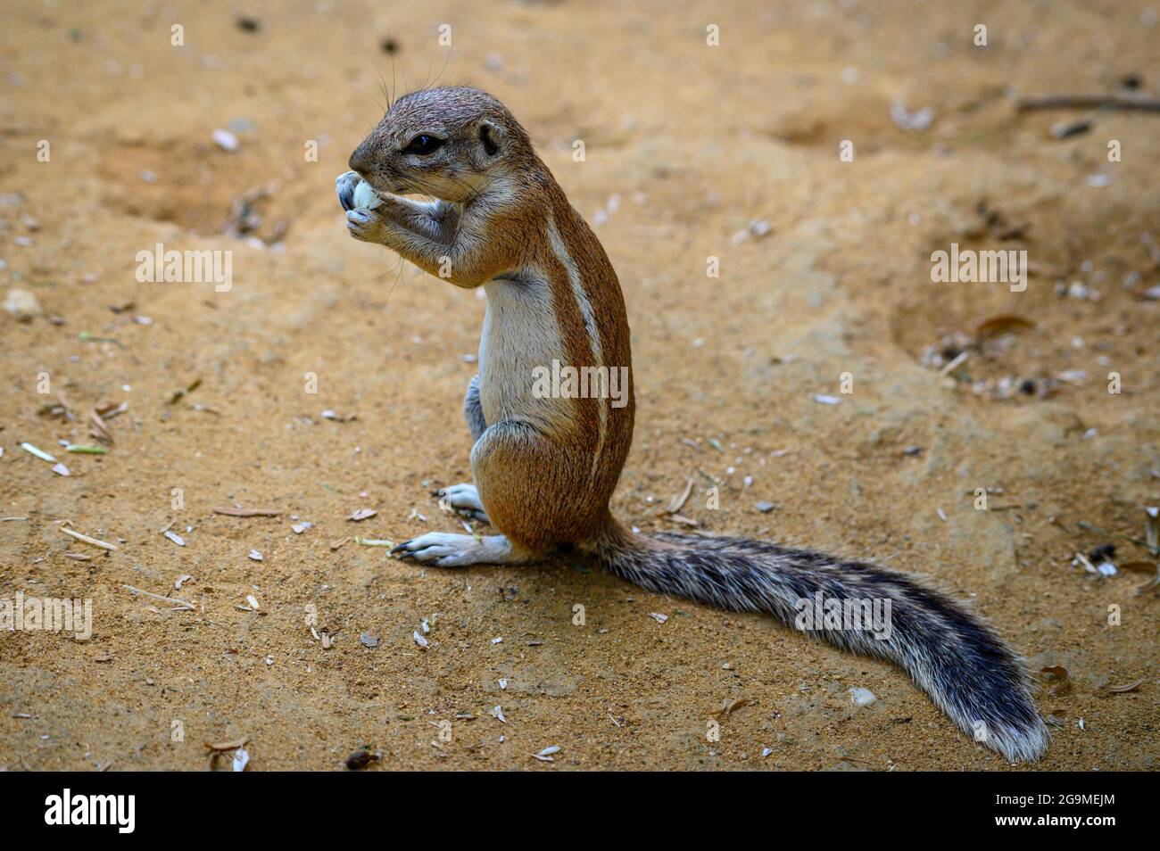 Cape Ground Eichhörnchen oder südafrikanisches Bodenhörnchen Stockfoto