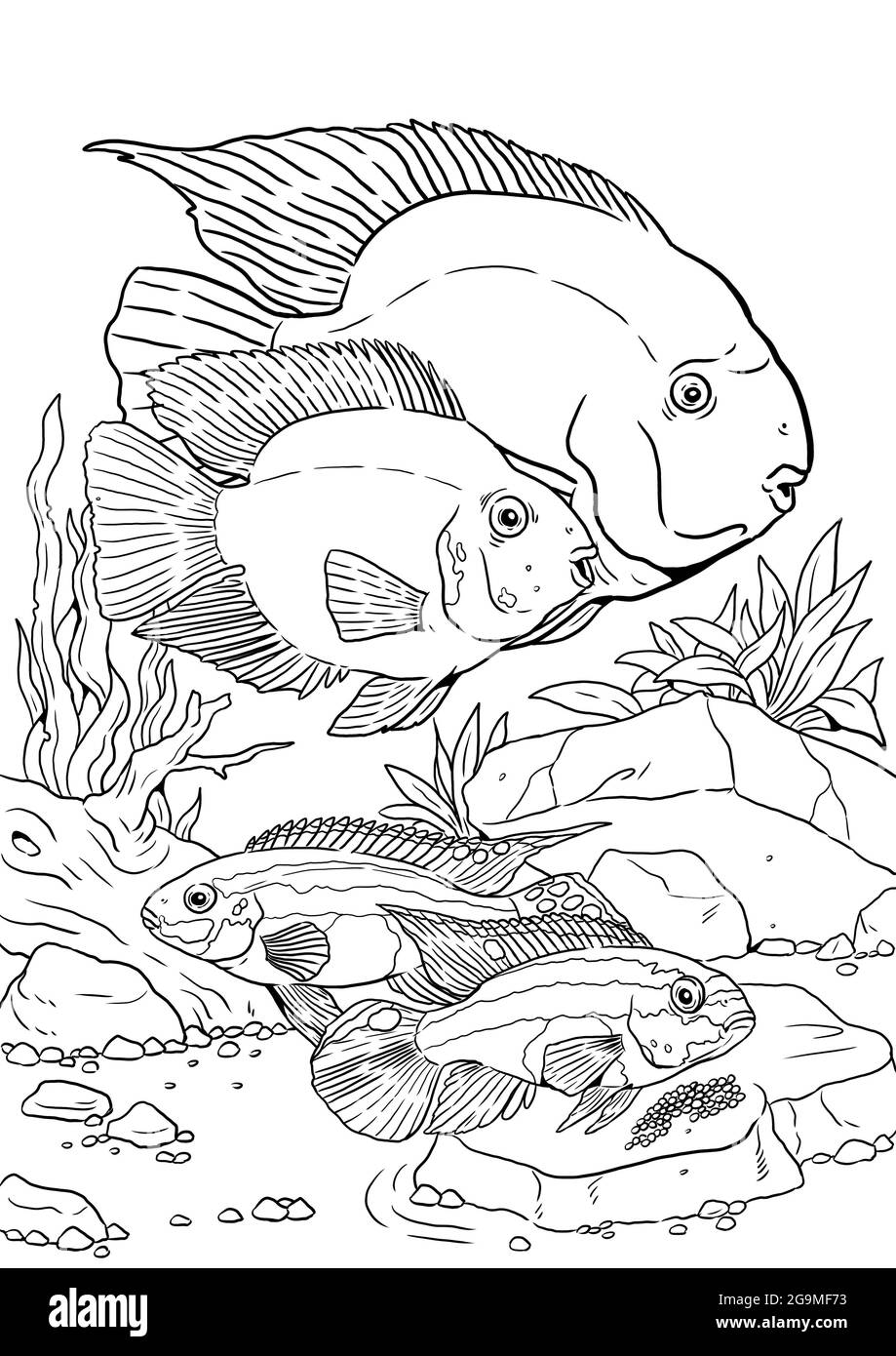 Aquarium mit Blutpapageiencichlid und kribensis. Fische für die Färbung. Bunte Fische mit ihren Eiern. Zeichnung für zum ausmalen. Stockfoto
