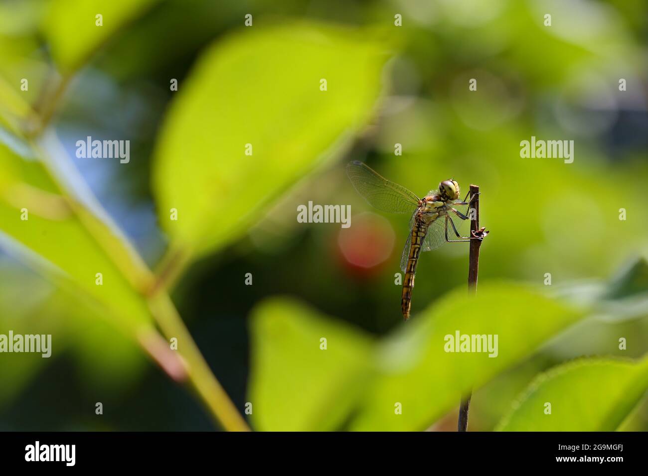 Eine kleine Libelle auf der Suche nach einer Beute auf einem Zweig Stockfoto