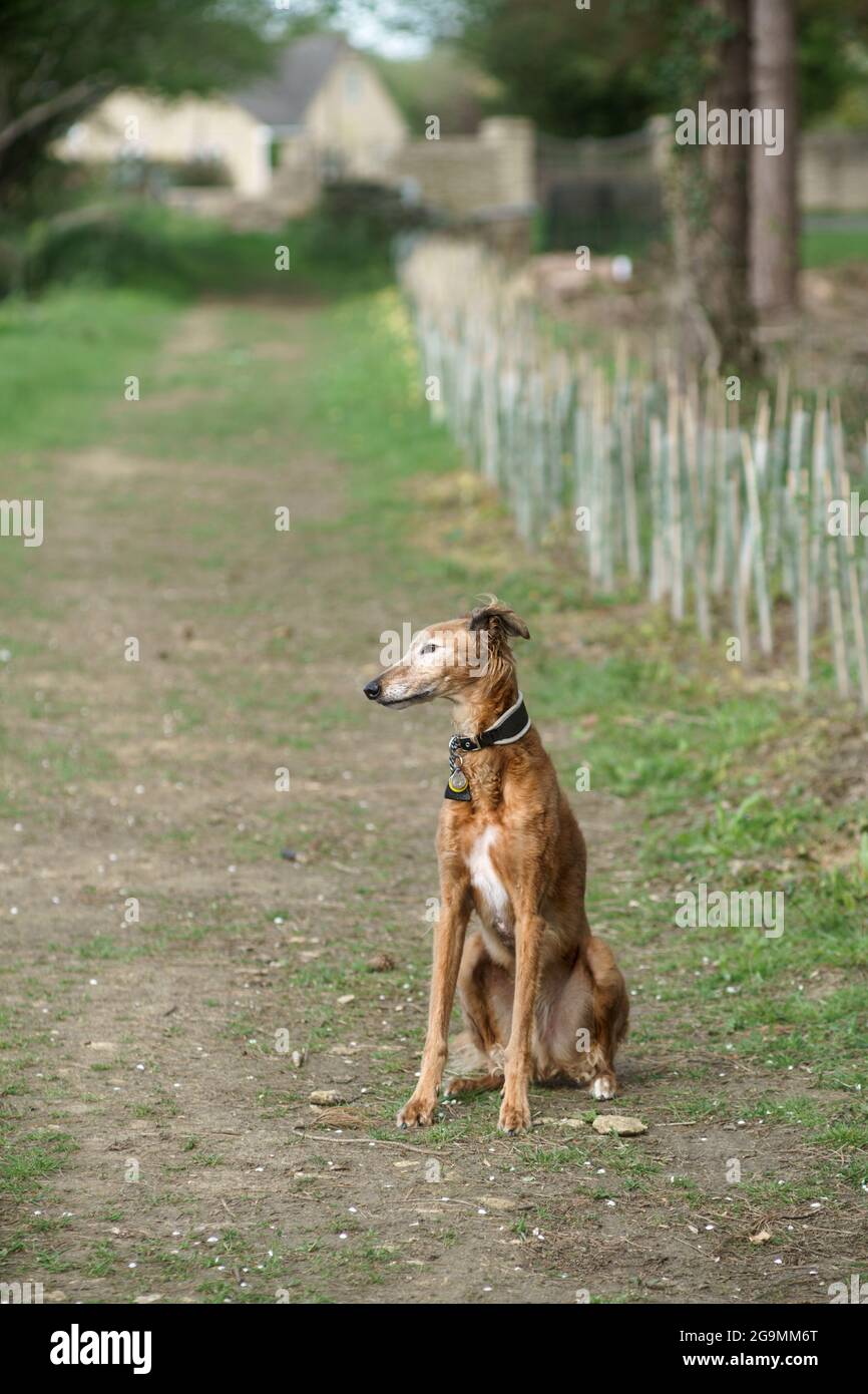 Lurcher (greyhound-Kreuz von saluki) sitzt geduldig auf einem Fußweg und wartet darauf, dass sein Besitzer mit den Fotos fertig ist Stockfoto