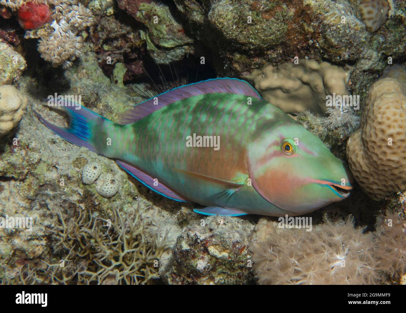 Nahaufnahme Detail des pazifischen Langnasenpapageienfisches Hipposcarus longiceps, der nachts auf einem tropischen Riff mit Hartkorallen schläft Stockfoto