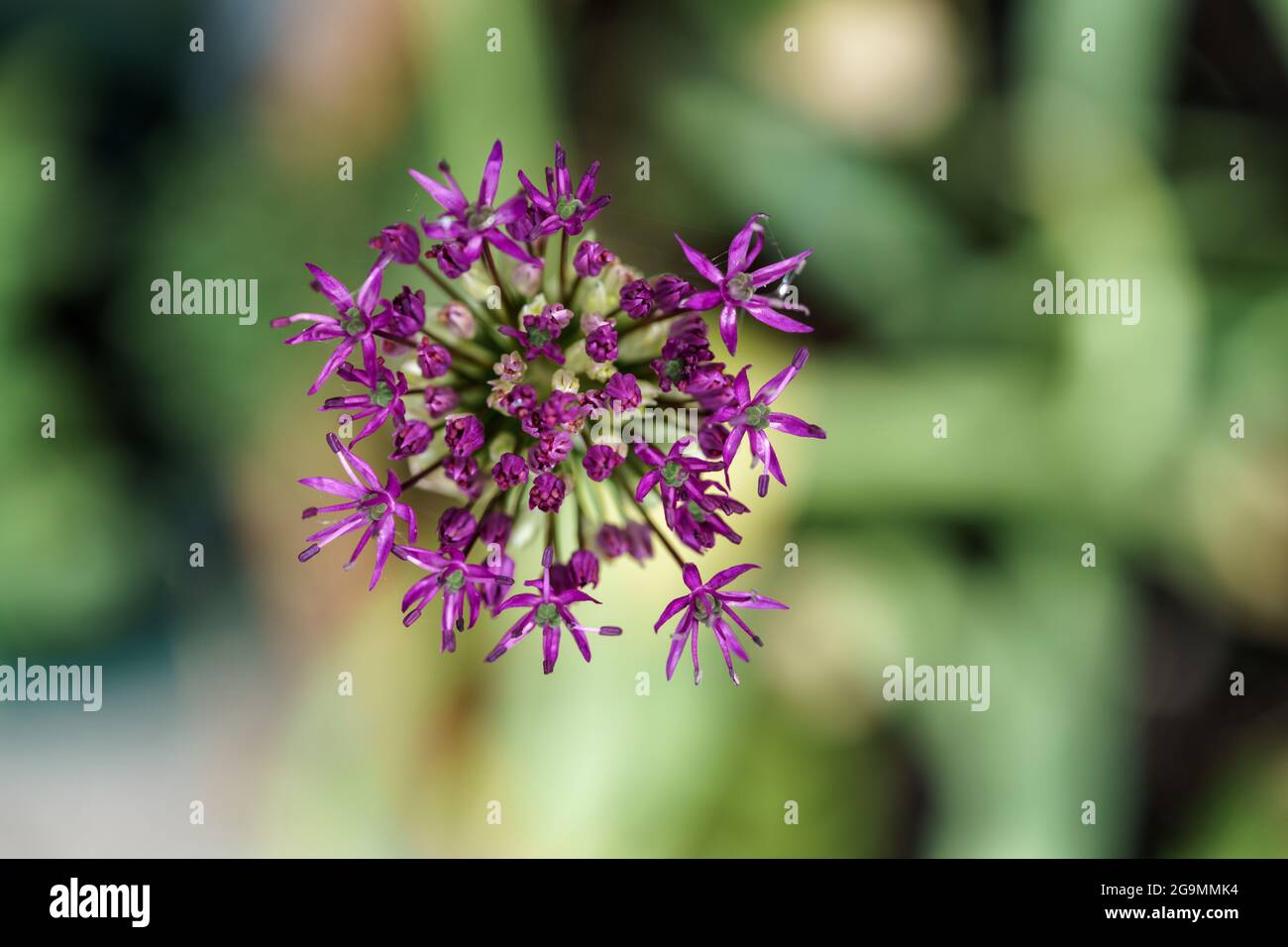 Nahaufnahme eines allium - Allium hollandicum - Blütenkopfes von oben Stockfoto
