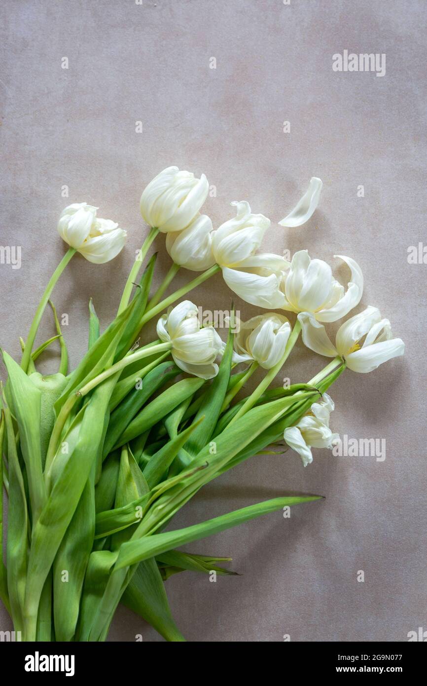 Ein Haufen verwelkter weißer Tulpen, Buchcover-Konzept Stockfoto