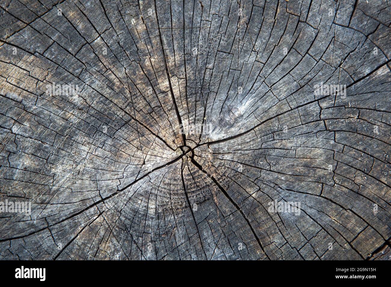 Oberfläche von altem, rissigem Holzstück. Natürlicher Hintergrund Stockfoto